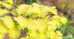 揭开植物漫长历史的神秘面纱 探秘植物中的活化石