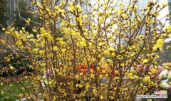 了解名贵梅花的品种和特点，欣赏美丽的梅花 探秘名贵梅花品种