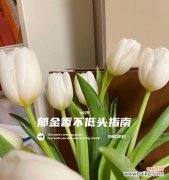 如何让郁金香重新挺起头颅？ 郁金香低头的原因和应对措施