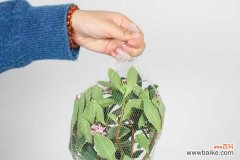 瑞香花叶子发黄怎么办