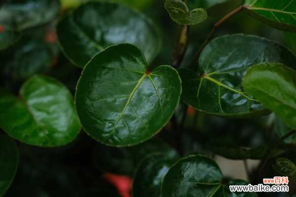 福禄桐的病虫害及其防治