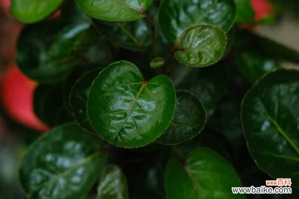 福禄桐的病虫害及其防治