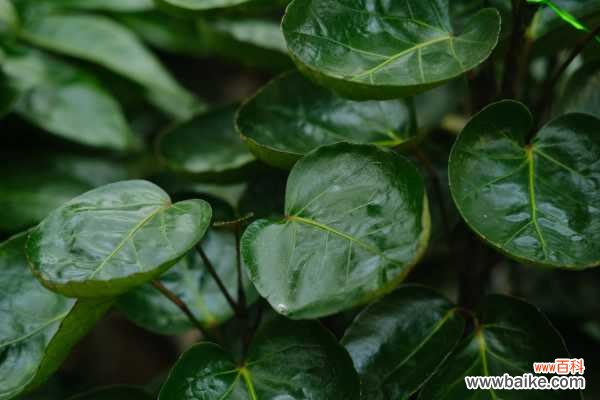 福禄桐的病虫害及其防治