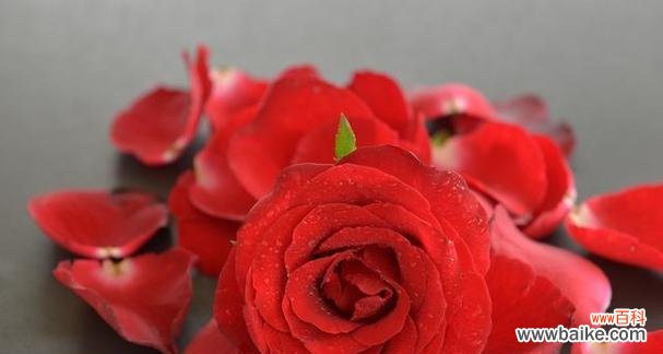 用19朵玫瑰花传递真挚的爱情 19朵玫瑰花的花语