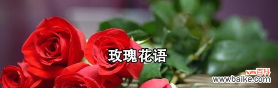 一朵花开出的千般情感 玫瑰花的寓意与花语数量的奥秘