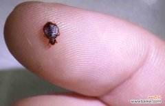 宝宝被跳蚤咬了怎么止痒 被跳蚤咬了怎么止痒？