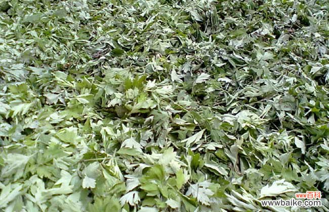 艾叶加红花泡脚的功效 艾叶红花泡脚的好处