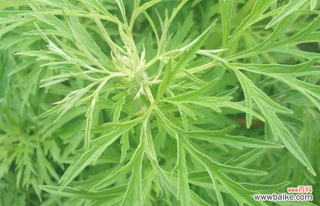 艾叶加红花泡脚的功效 艾叶红花泡脚的好处