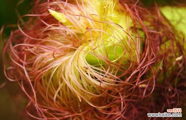 干玉米须泡水喝的禁忌 玉米须泡水喝的功效和禁忌