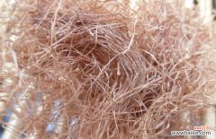 干玉米须泡水喝的禁忌 玉米须泡水喝的功效和禁忌