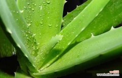天然芦荟能直接抹脸吗 新鲜芦荟怎么敷脸好？