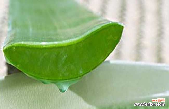 天然芦荟能直接抹脸吗 新鲜芦荟怎么敷脸好?