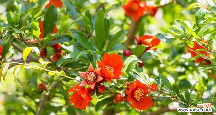 枸杞的花语是什么?有哪些关于枸杞的传说故事?