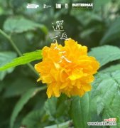 棣棠花的花语是什么？有哪些关于棣棠花的传说故事？