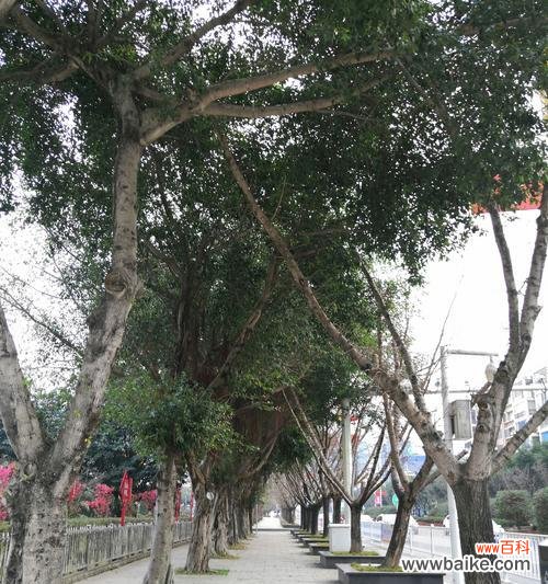 榕树的花语是什么？榕树在文化中有哪些寓意？