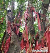 榕树的花语是什么？榕树在文化中有哪些寓意？