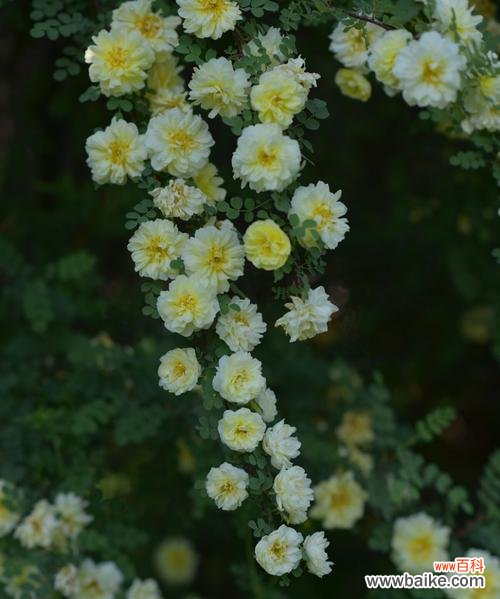 橘色蔷薇花语是什么？它代表了哪些意义？