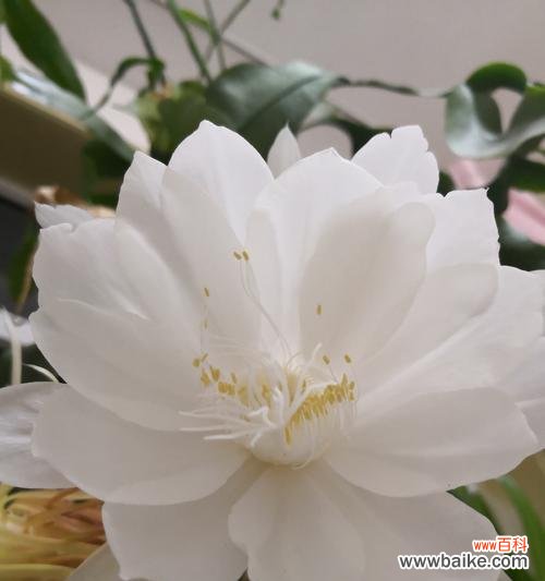昙花的花语是什么?昙花象征着什么意义?