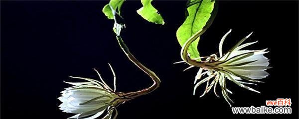 昙花花语是什么？昙花代表的含义有哪些？