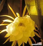 昙花开放预示着什么？揭秘昙花的神秘含义？