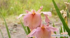 鸢尾花的花语是什么？鸢尾花象征着什么含义？