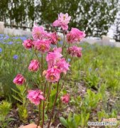 耧斗菜的传说故事有哪些？