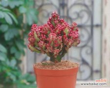 麒麟掌的花语是什么？它的寓意有哪些常见问题解答？