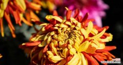 黃色菊花的花语是什么？如何正确理解其含义？