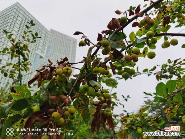 海棠叶子干枯怎么回事