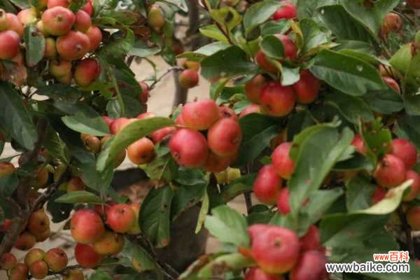 海棠叶子干枯怎么回事