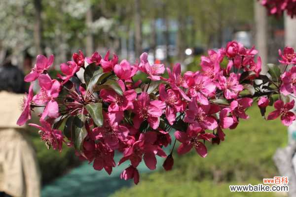 海棠叶子干枯怎么回事