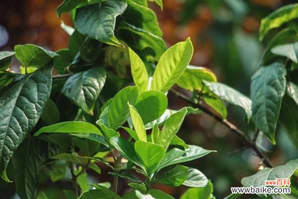 盆栽栀子花叶子枯萎什么原因