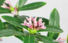 瑞香叶子下垂还能活吗