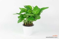 绿萝死了怎么办