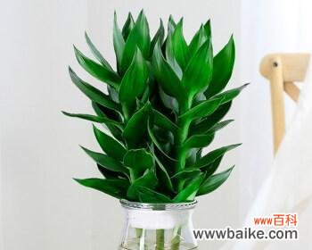 富贵竹水培养殖的步骤和注意事项 富贵竹水培养殖方法