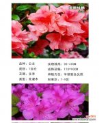 如何科学合理地浇水，让四季杜鹃花健康茁壮成长？ 四季杜鹃花的浇水技巧