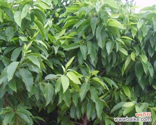 探索白兰花神奇的草药功能 白兰花的功效与作用