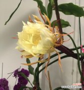 探秘昙花的开放时间