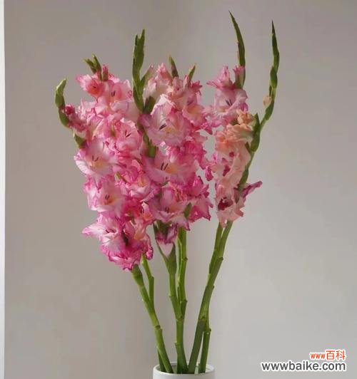 掌握这些技巧,让您的剑兰健康成长 剑兰的全面养殖指南