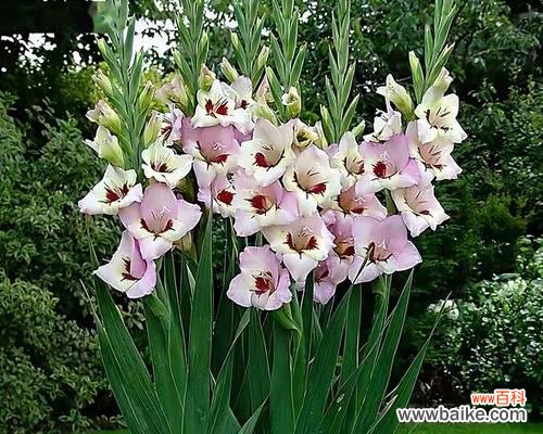 掌握这些技巧,让您的剑兰健康成长 剑兰的全面养殖指南