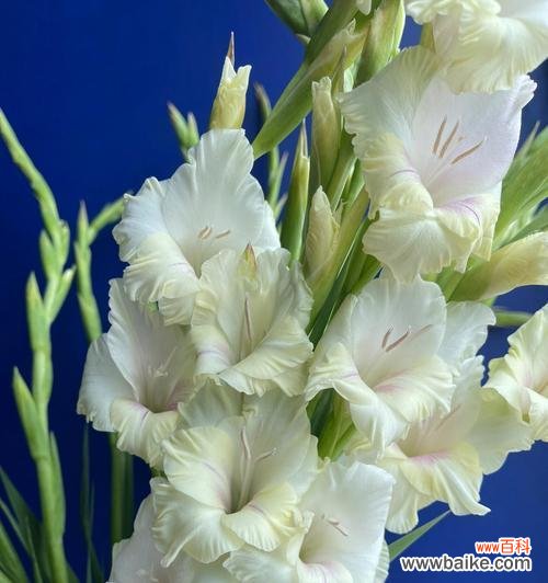 掌握这些技巧,让您的剑兰健康成长 剑兰的全面养殖指南