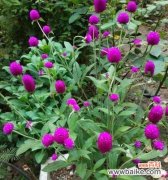 从选种到收获，全面了解千日红的栽培技巧 千日红花的养殖方法