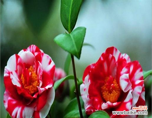 掌握适宜浇水的时间和方式，让茶花健康成长 四季茶花的浇水方法