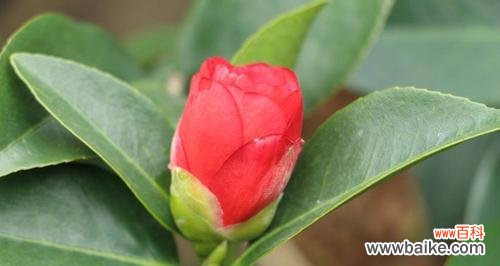 掌握适宜浇水的时间和方式，让茶花健康成长 四季茶花的浇水方法