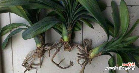 妙招让君子兰茁壮成长， 君子兰护理之抹头后的细心呵护