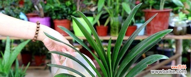 妙招让君子兰茁壮成长， 君子兰护理之抹头后的细心呵护