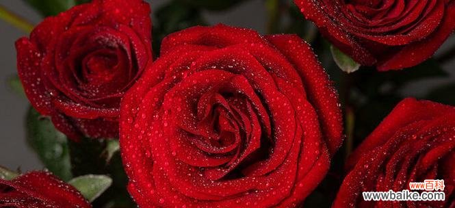 玫瑰花的数量传达不同的情感和意义 玫瑰花的含义及象征之谜