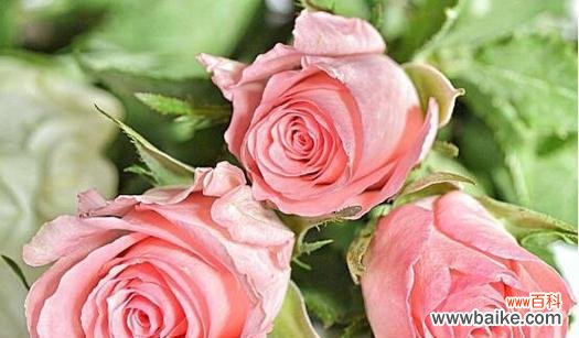 玫瑰花的数量传达不同的情感和意义 玫瑰花的含义及象征之谜