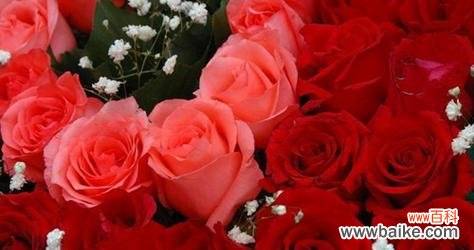 探索玫瑰花花语颜色的隐含意义 玫瑰花花语颜色代表的含义