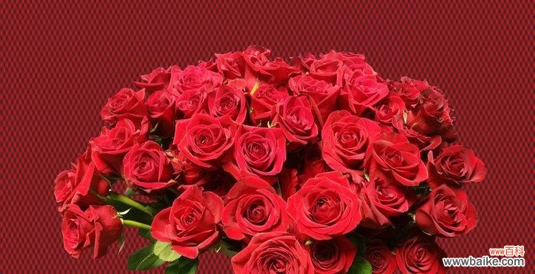 探索玫瑰花三朵的深层含义 玫瑰花三朵的寓意与象征